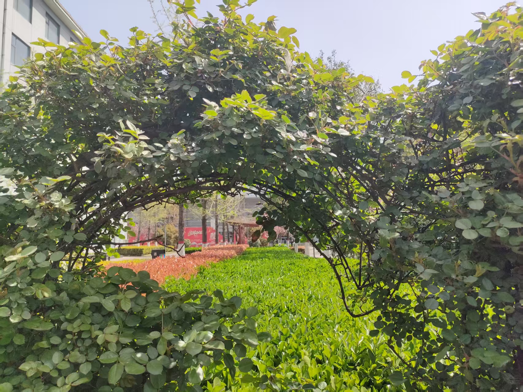 鋼城智變:在時(shí)代洪流中筑起綠色長城 鋼城智變:在時(shí)代洪流中筑起綠色長城